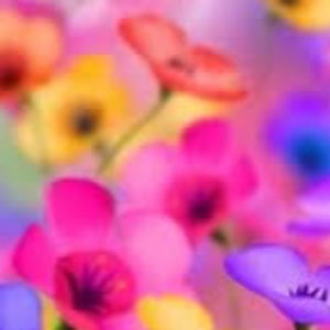 Meet your Posher, Eileen